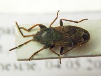 Megalonotus chiragra