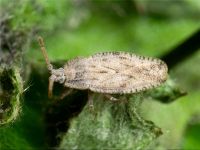 Tingis (Tingis) crispata