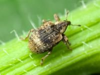 Stereonychus fraxini