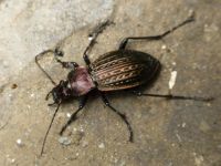 Carabus (Tachypus) cancellatus cancellatus n. sulinensis