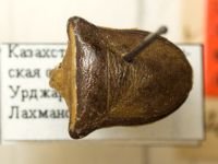 Ventocoris (Astirocoris) fischeri