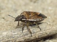 Rubiconia intermedia