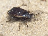 Pyrrhocoris marginatus