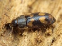 Litargus connexus