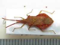Haploprocta sulcicornis