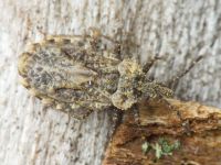 Aradus betulae