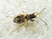 Scolopostethus pilosus