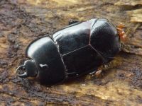 Hololepta plana