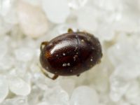 Acritus minutus