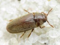 Aulonothroscus brevicollis