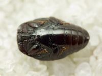 Histeridae