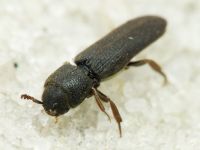 Melasis buprestoides