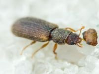 Synchita separanda