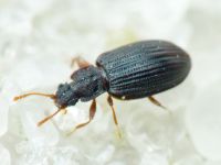 Latridius