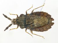 Aradus robustus