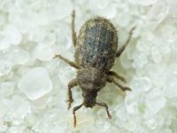 Trachyphloeus spinimanus