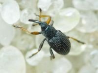 Exapion corniculatum