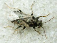 Heterogaster urticae