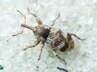 Pachytychius sparsutus