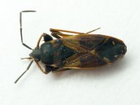 Eremocoris plebejus