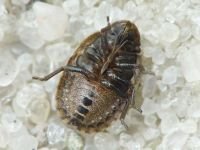 Sciocoris