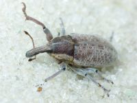 Larinus idoneus