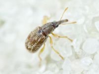 Taeniapion urticarium