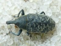 Larinus (Phyllonomeus) carlinae