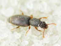Monotoma brevicollis