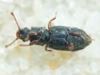 Monotoma brevicollis