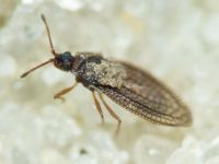 Campylosteira verna