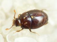 Acritus minutus