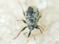 Sibinia (Sibinia) subelliptica