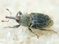 Sibinia (Sibinia) subelliptica