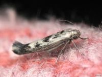 Scythris limbella