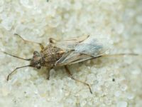 Nysius helveticus