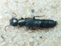 Staphylinidae