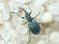 Apioninae