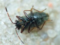 Stygnocoris rusticus