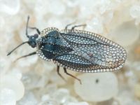 Acalypta marginata