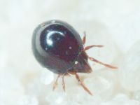 Arachnida
