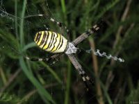 Argiope bruennichi