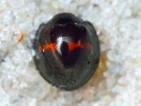 Coccinellidae