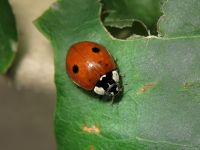 Adalia bipunctata