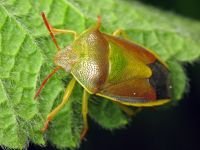 Piezodorus lituratus