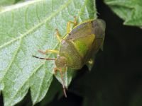 Piezodorus lituratus