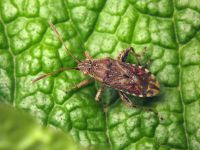 Stictopleurus