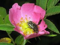 Oxythyrea funesta