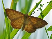 Idaea ochrata
