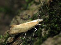 Ypsolopha lucella